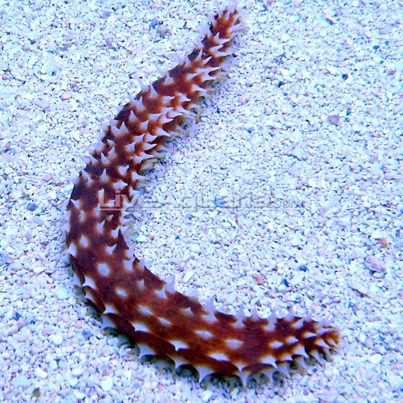 Tigertail Cucumber