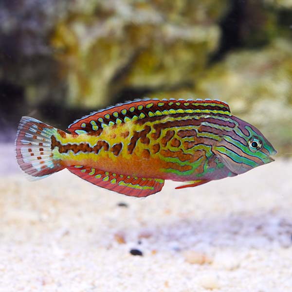 Blue Star Leopard Wrasse