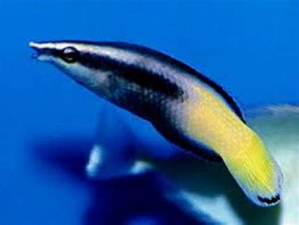 Bicolor Cleaner Wrasse