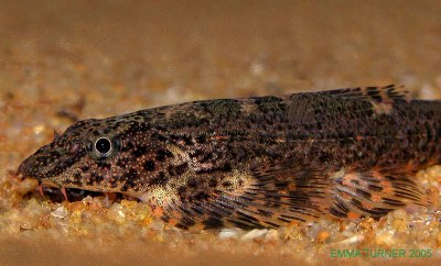 Green Lizard Loach (Homalopteroides smithi)