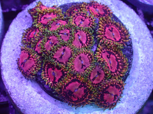 BigR Space Chaos Zoanthids