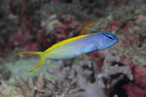 Forktail Blenny