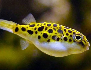 Spotted Green Puffer