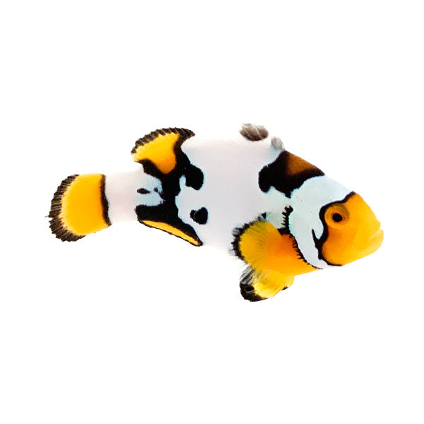 Captive bred Clownfish
