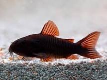 Black Venezuelan Corydoras