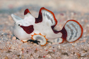 White Wartskin Angler (frogfish)