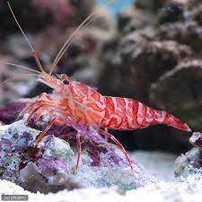 Kuekenthali Cleaner shrimp