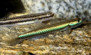 Cobalt Blue Goby