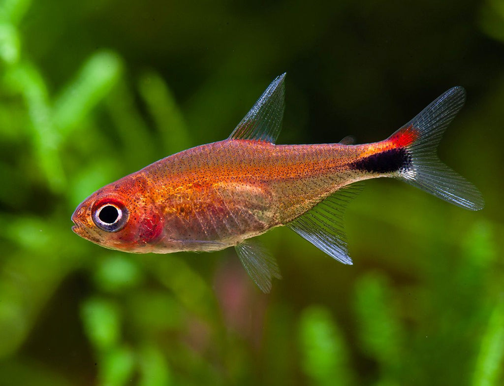 Ruby Tetra