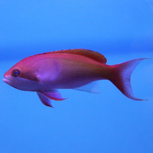 Red-Bar Anthias (Pseudanthias cooperi)