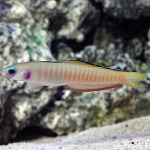 Zebra Dartfish