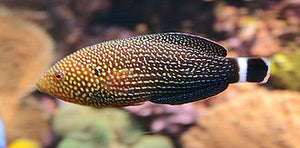 Lined Tamarin Wrasse