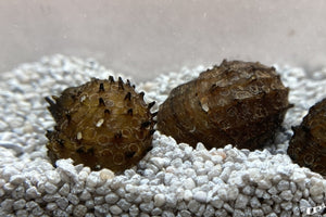 King Koop Nerite Snail (Fruit Snail)