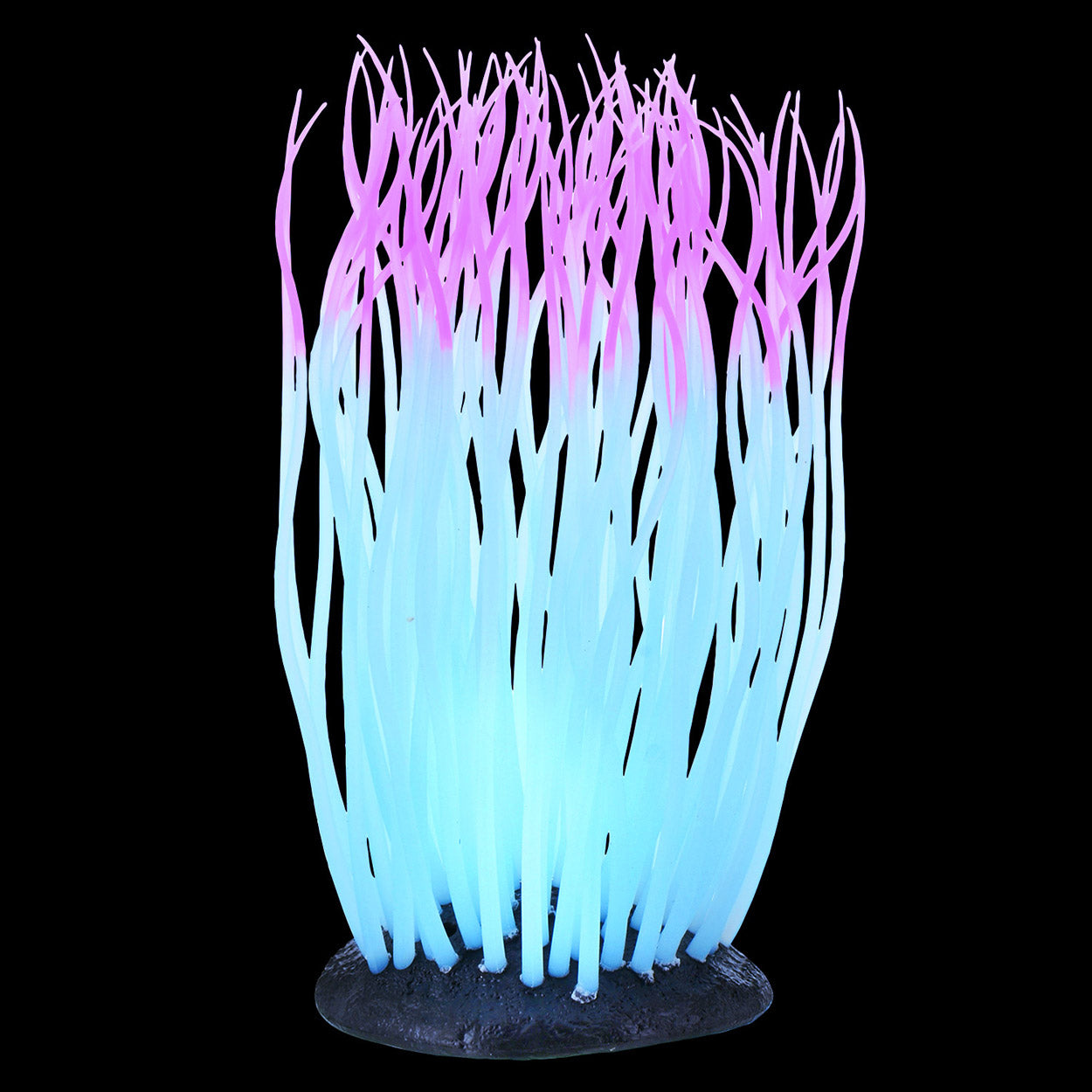 Glowing Anemone - Pink - Large