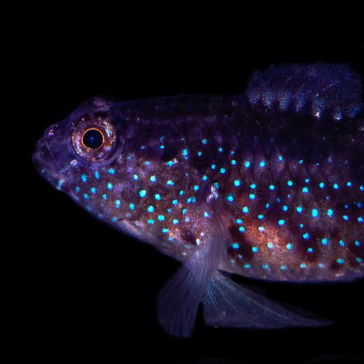 Captive Bred Starry Goby