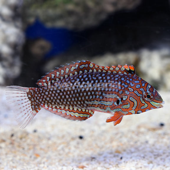 Ornate Leopard Wrasse