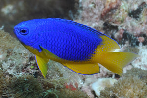 Yellow Belly Damsel (pomacentrus caeruleus)