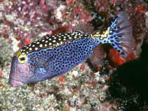 Spotted Boxfish - Black - Female