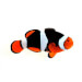 Captive bred Clownfish