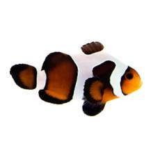 Captive bred Clownfish