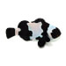 Captive bred Clownfish