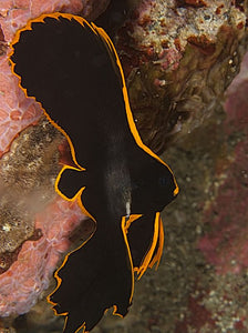 Pinatus Batfish (lg)