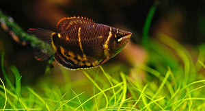 Chocolate Gourami