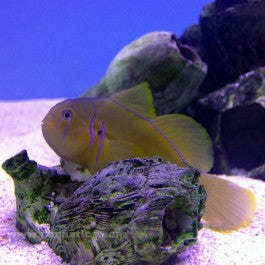 Brown Clown Goby