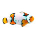 Captive bred Clownfish