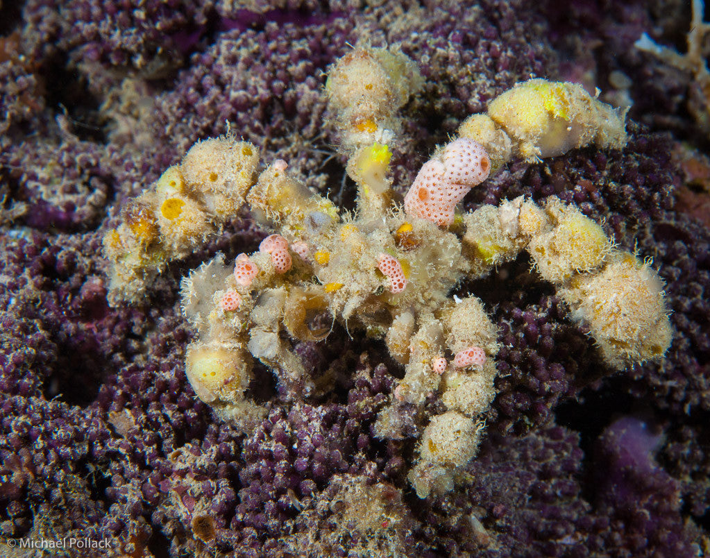 Spider Decorator Crab "Camposcia retusa"