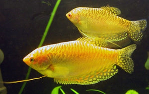 Gold Gourami "Trichogaster trichopterus"