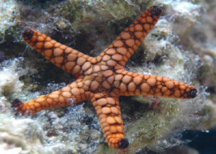 Marble Reef Starfish "Fromia sp."