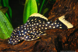 L177 - Yellow Seam Gold Nugget Pleco - "Baryancistrus xanthellus"