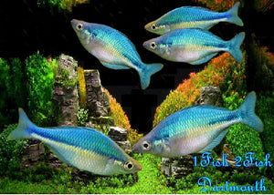 Blue Rainbowfish "Malanotaenia lacustris"