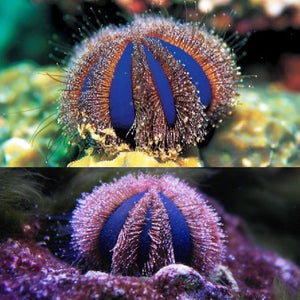 Blue Tuxedo Urchin "Mespilia globulus"