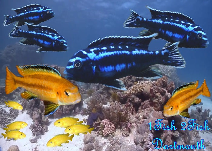 Electric Blue Johanni "Melanochromis johannii"