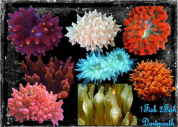 Bubble Tip Anemome 
