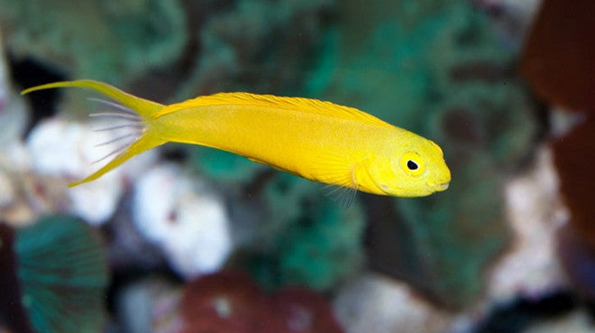 Canary Blenny "Meiacanthus oualanensis"