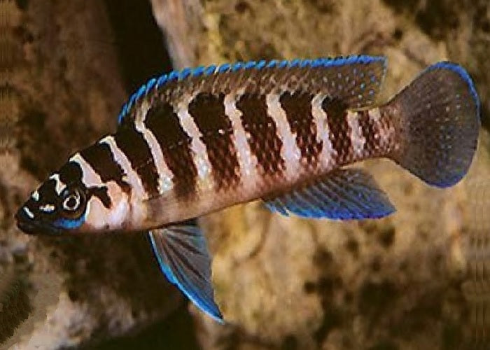 Cylinder Cichlid "Neolamprologus cylindricus"