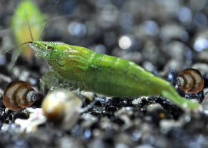 Dark Green Shrimp "Caridina sp.  Dark Green."