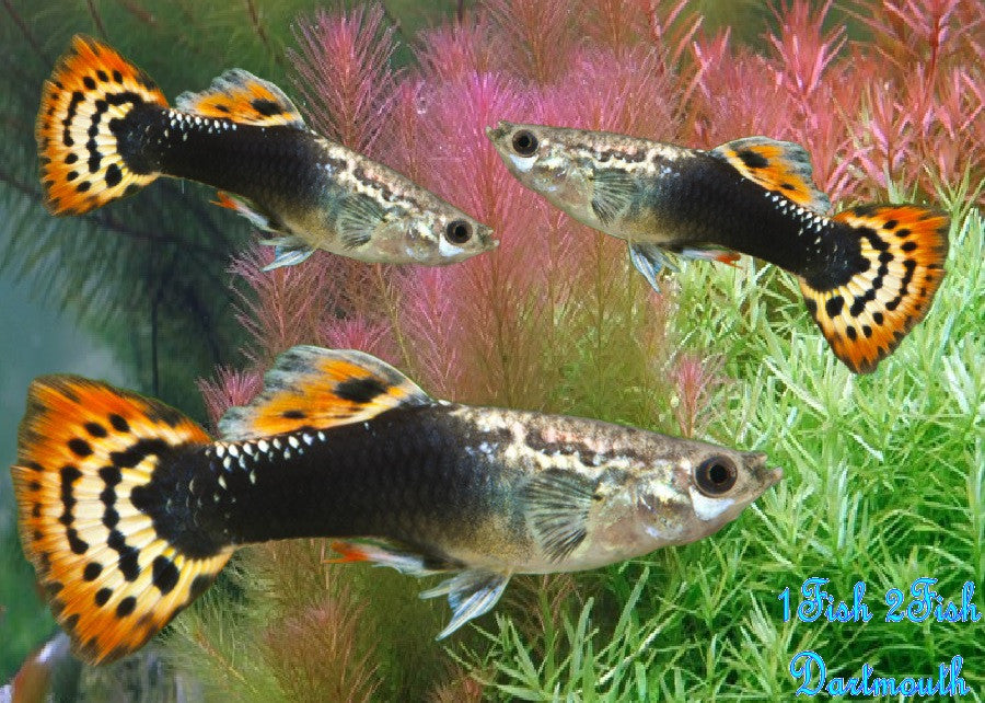Guppy Fish "Poecilia reticulata"