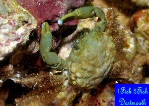 Emerald Green Crab "Mithrax sculptus"