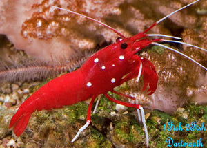 Red Fire Shrimp  "Lysmata Debelius"
