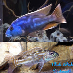 Fusco Cichlid ``Nimbochromis fuscotaeniatus``
