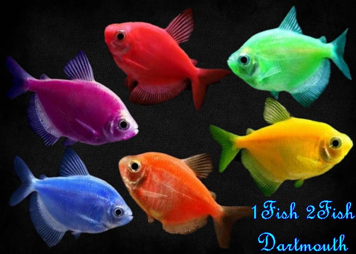 Glofish - Tetra and Danio – 1 Fish 2 Fish Dartmouth