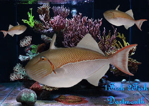 Goldenback Triggerfish "Xanthichthys caeruleolineatus"