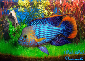 Green Terror - Golsom "Andinoacara rivulatus"