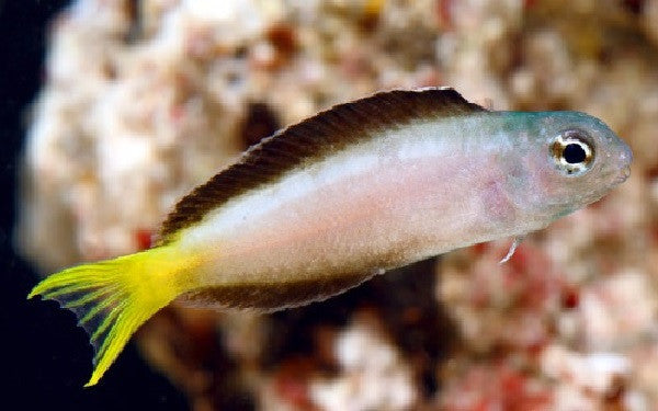Harptail Blenny "Meiacanthus mossambicus: