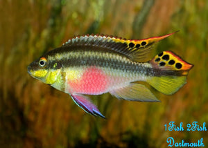 Kribensis Cichlids  "Pelvicachromis pulcher"