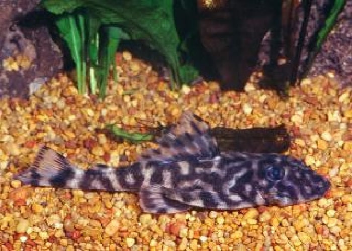 L052 - Flounder Pleco "Dekeyseria sp."